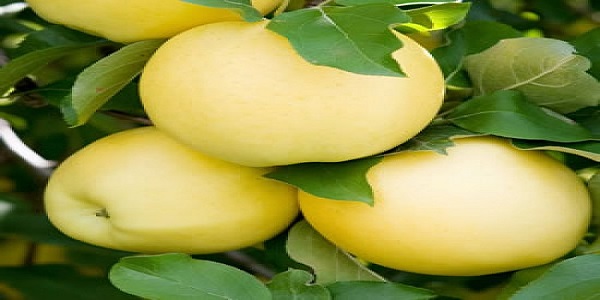 تصویر 5 از خرید و قیمت سیب سفید مراغه + فروش عمده